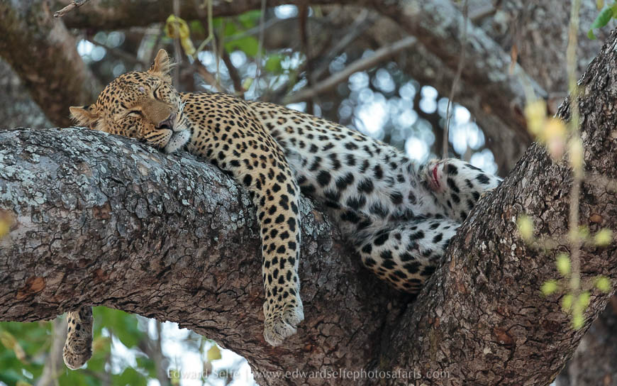 Wildlife image on photo safari with edward selfe in south luangwa national park.