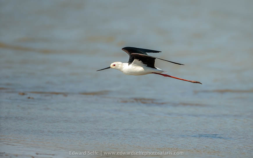 Wildlife image from a photo safari with edward selfe.