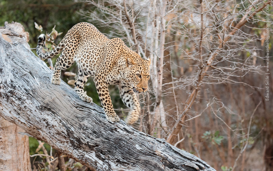 Late in the afternoon, a leopard descends from his resting position to start prowling for a meal...
