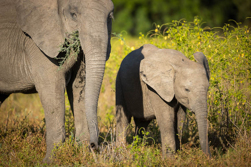 Images of wildlife from photo safari with edward selfe in south luangwa.