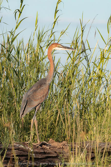 Wildlife image from photo safari with edward selfe in lower zambezi national park.
