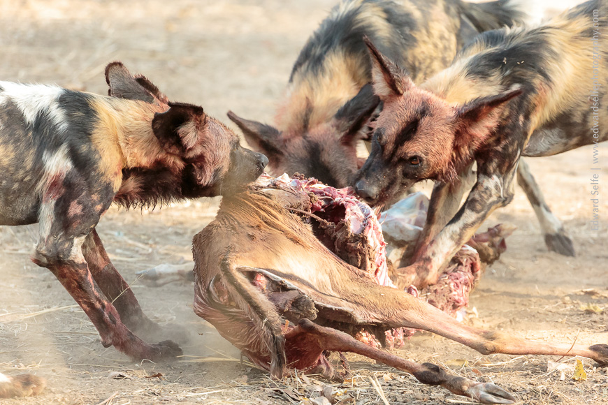 Wild dogs tear at an impala carcass to separate chunks of meat to eat for themselves, in South Luangwa NP.
