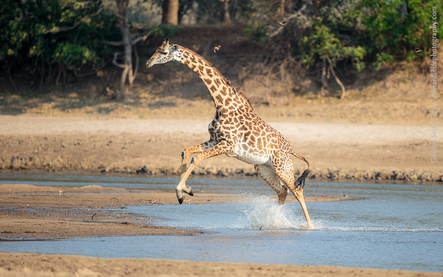 A giraffe panics at our approach and runs through the shallow water of the Luangwa River.