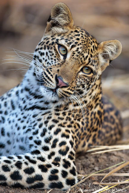 Wildlife image from Lower Zambezi NP by Edward Selfe