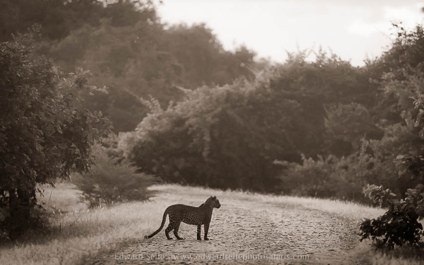 Wildlife image from photo safari with edward selfe.