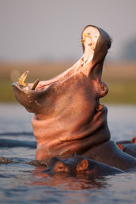 Images of wildlife from photo safari with edward selfe in zambia.
