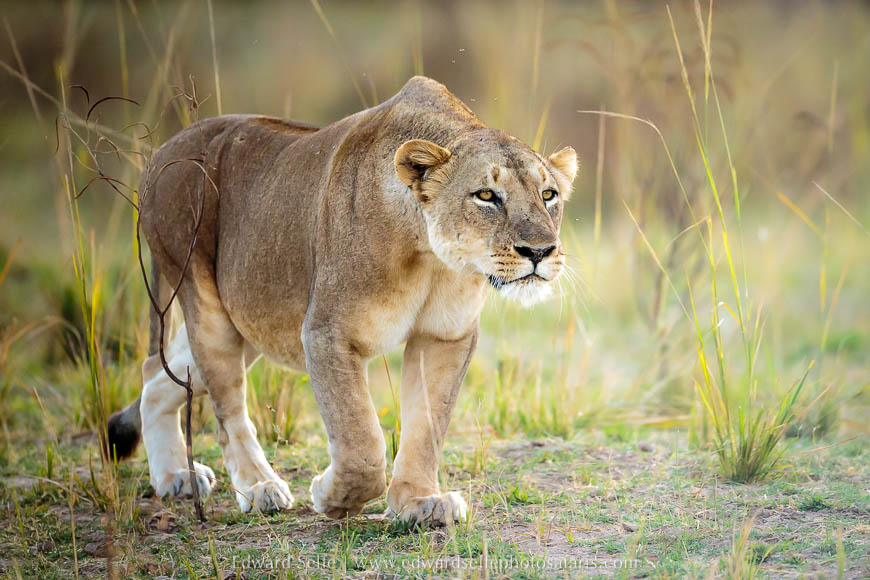 Wildlife image from a photo safari with edward selfe.