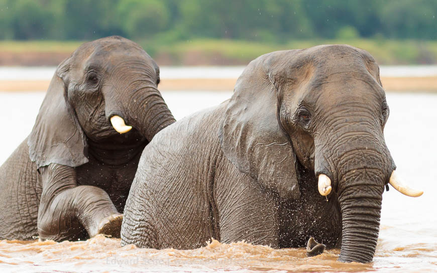 Elephant bulls playing in the Luangwa River in the South Luangwa National Park