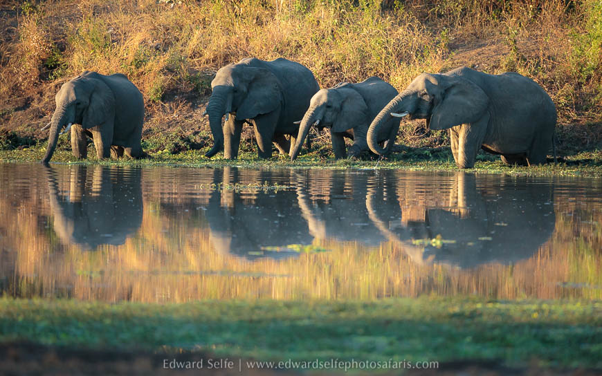 Wildlife image on photo safari with edward selfe in south luangwa national park.