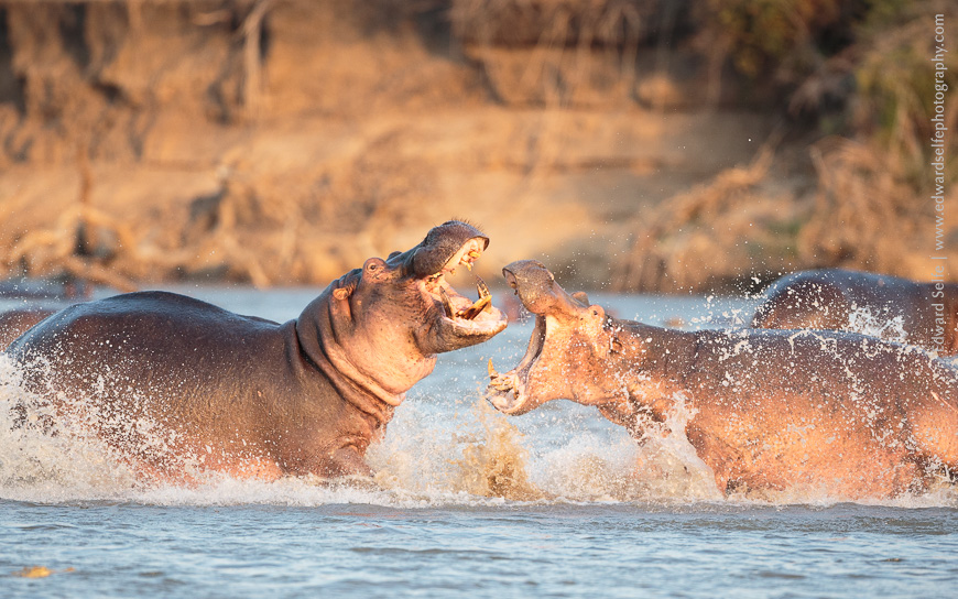 Clash - a female hippo issues a warning to an approaching male who ventured too close to her calf.