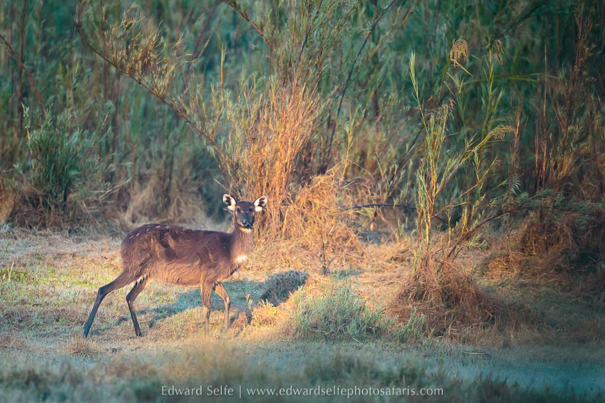 Wildlife image from a photo safari with edward selfe.