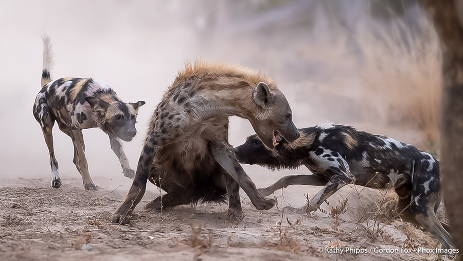 Image from pan-zambia photo safari by phox images