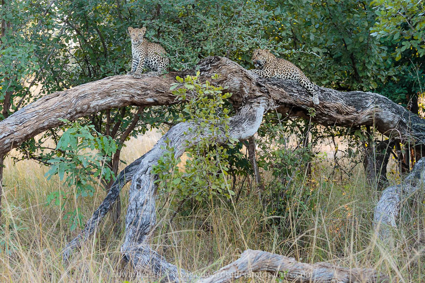 Wildlife image from photo safari with edward selfe in south luangwa national park.