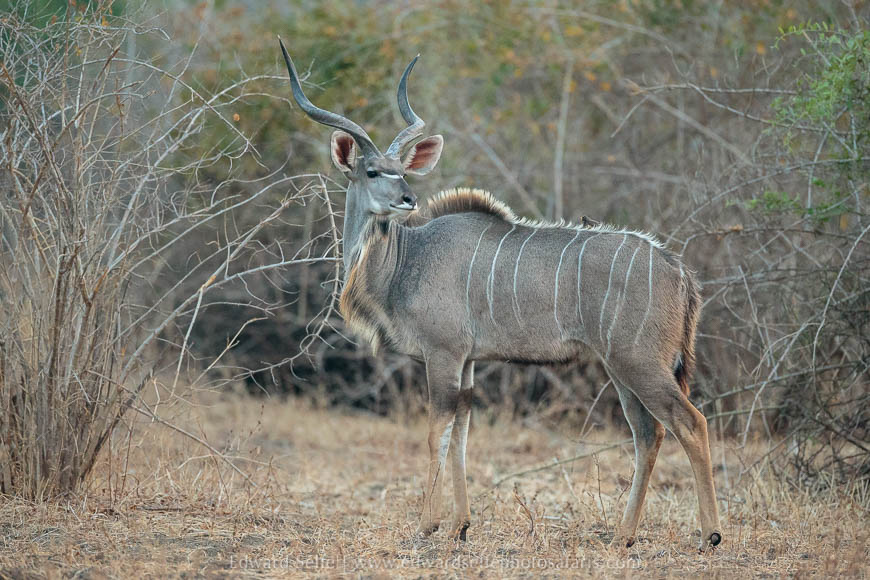 Wildlife image from photo safari with edward selfe in south luangwa national park.