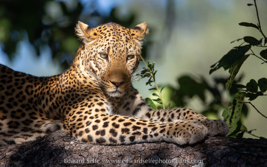 Wildlife image from photo safari with edward selfe.