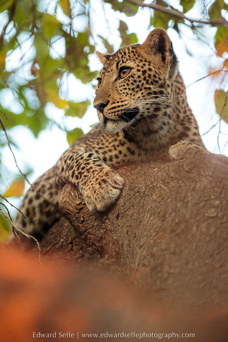A young leopard on photo safari in South Luangwa National Park.