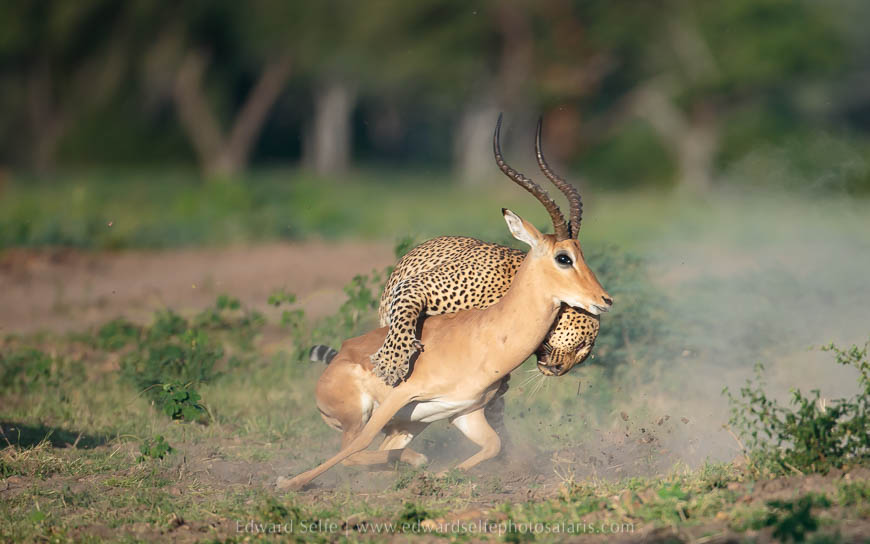 Wildlife image from photo safari with edward selfe.