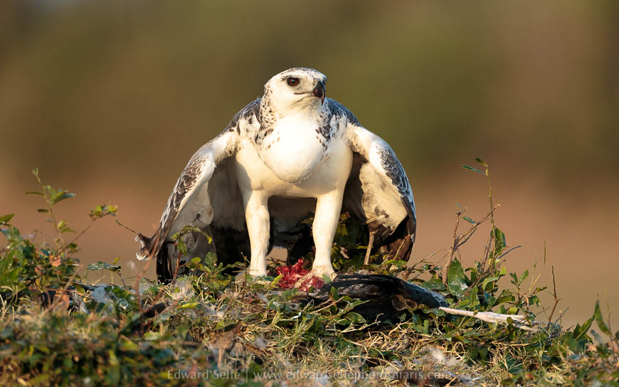 Wildlife image from photo safari with edward selfe in south luangwa national park.