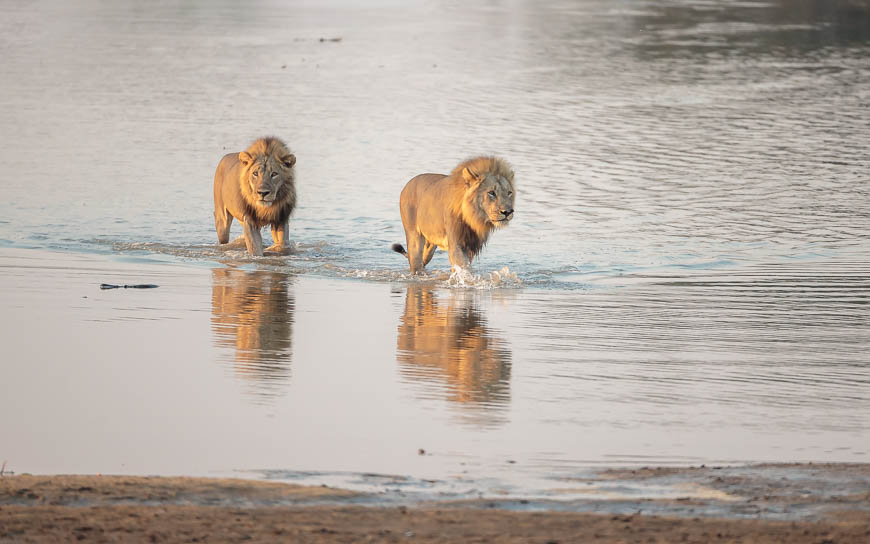 Wildlife image from photo safari with edward selfe in south luangwa national park.