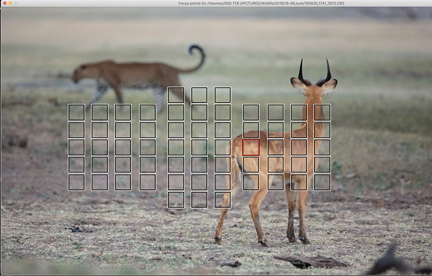 Leopard and puku on photo safari with edward selfe in south luangwa national park.