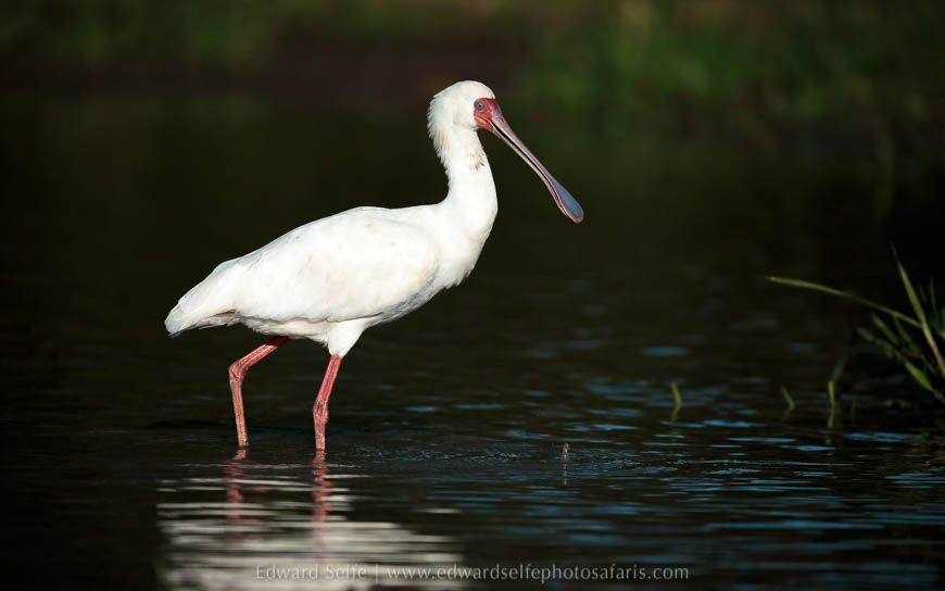 Wildlife image from photo safari with edward selfe.