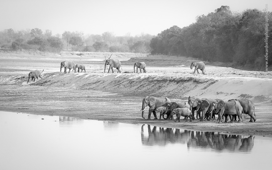 Two elephant herds come together to cross the river in soft morning light - South Luangwa.