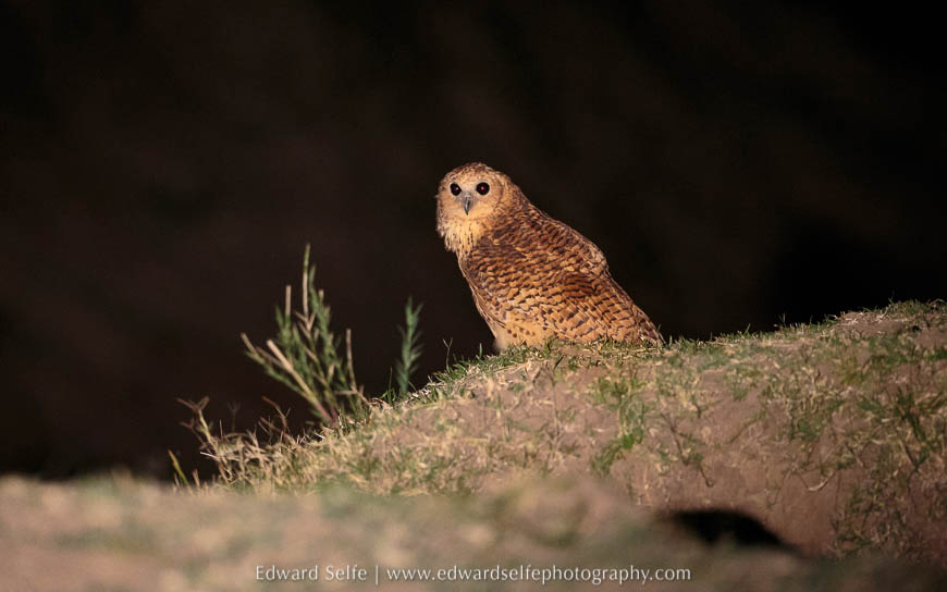 A Pels Fishing Owl on safari in South Luangwa National Park