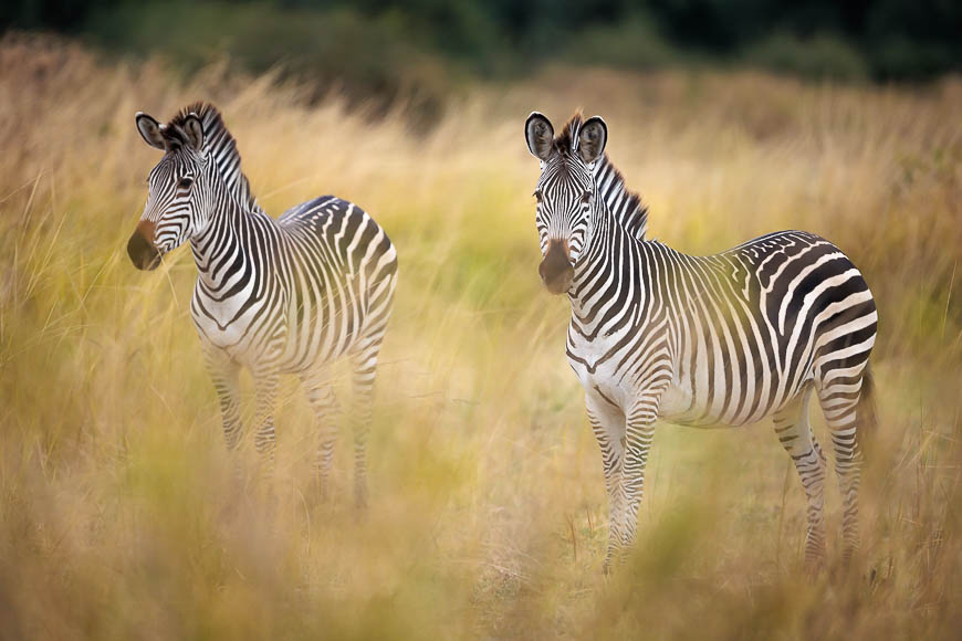 Images of wildlife from photo safari with edward selfe in zambia.