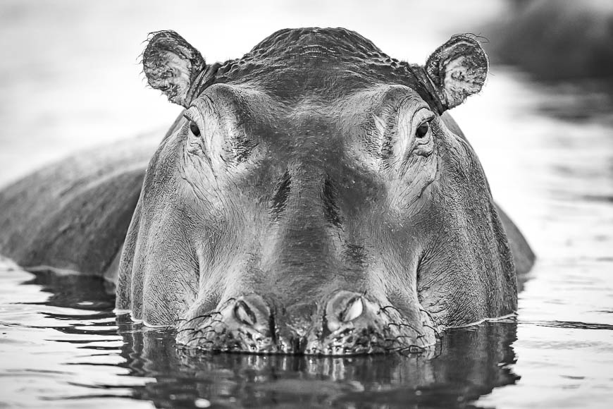 Images of wildlife from photo safari with edward selfe in zambia.