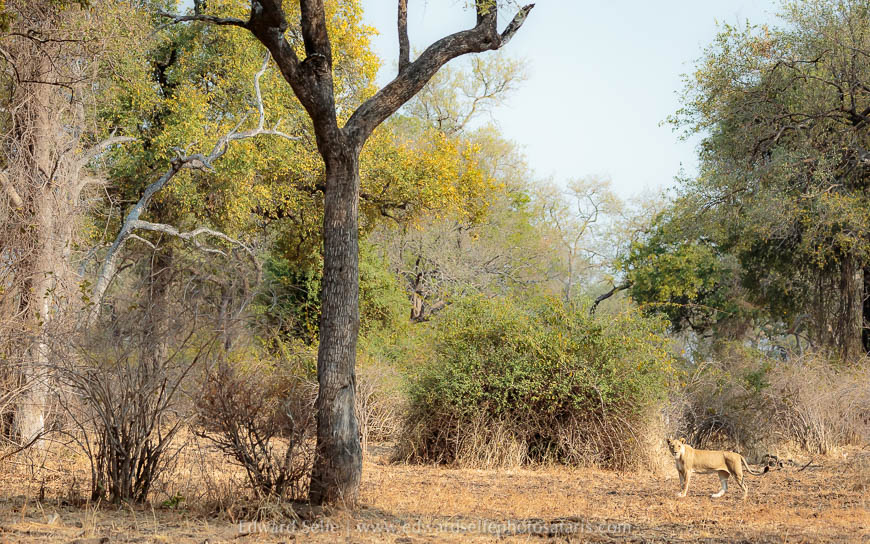 Wildlife image from a photo safari with edward selfe.