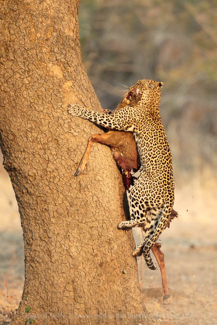 A leopard climbs a tree to stash its puku kill in the South Luangwa National Park
