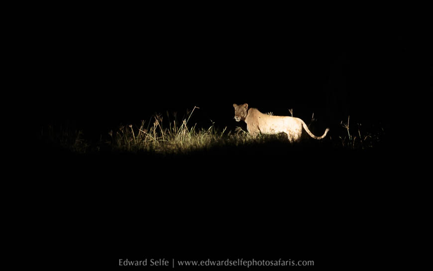 Wildlife image from photo safari in south luangwa with edward selfe.