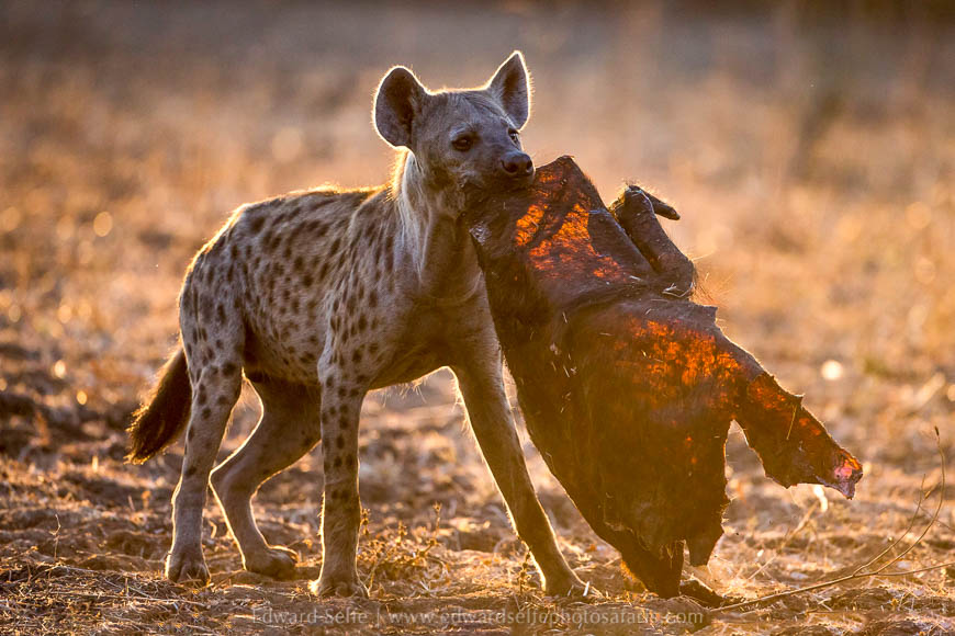 Wildlife image from photo safari with edward selfe in south luangwa national park.