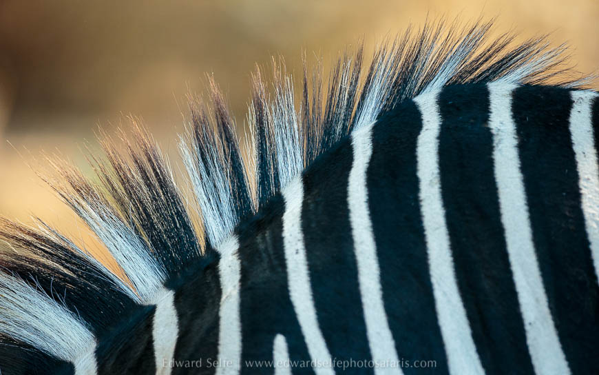 Wildlife image from photo safari with edward selfe in south luangwa national park.
