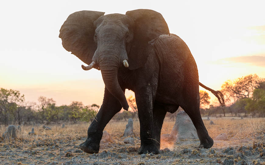 Wildlife image from photo safari with edward selfe safaris.