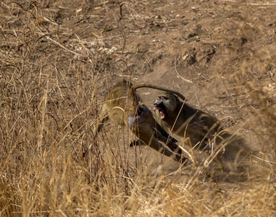 Baboon fight in South Luangwa National Park