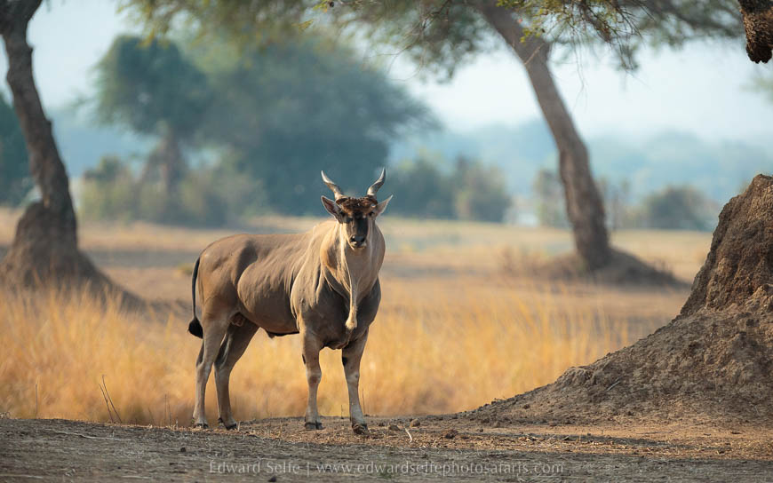 Wildlife image from photo safari with edward selfe safaris.