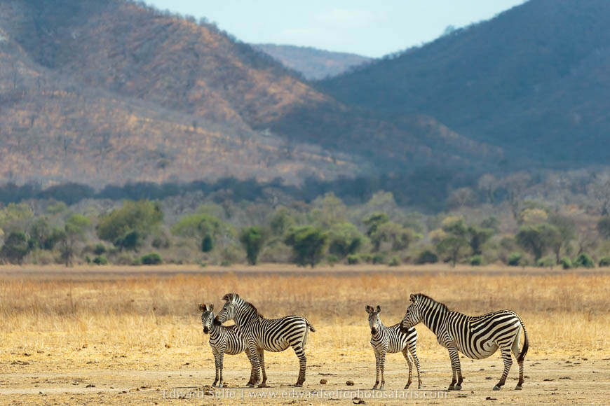 Wildlife image from a photo safari with edward selfe.