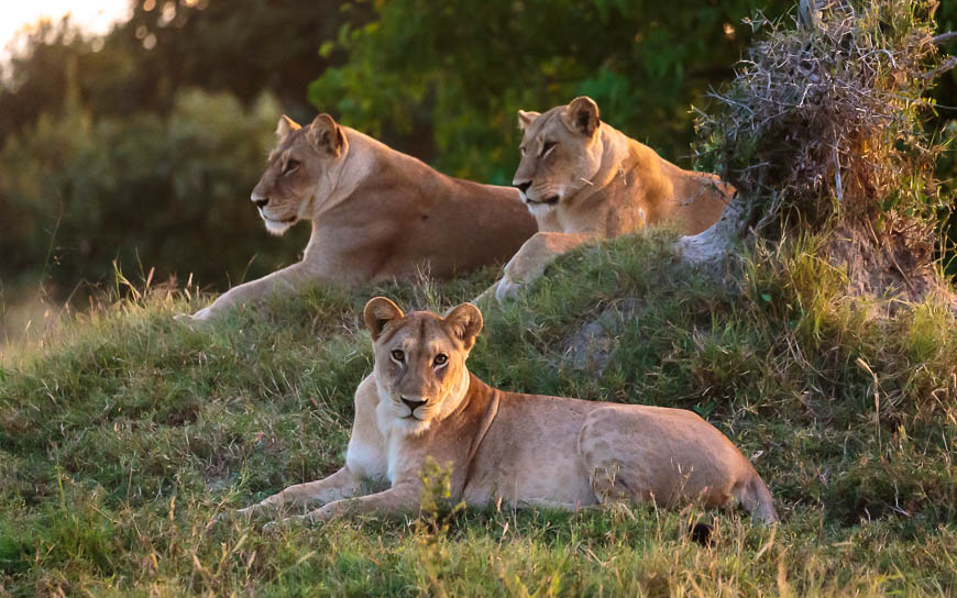 Images of wildlife from photo safari with edward selfe