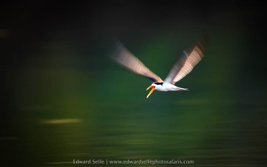 Wildlife image from a photo safari with edward selfe.