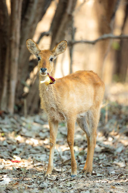 Wildlife image from photo safari with edward selfe in south luangwa national park.