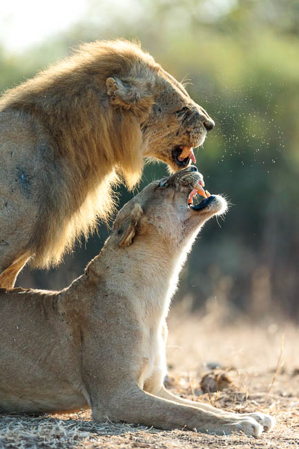 Wildlife image from photo safari with edward selfe safaris.