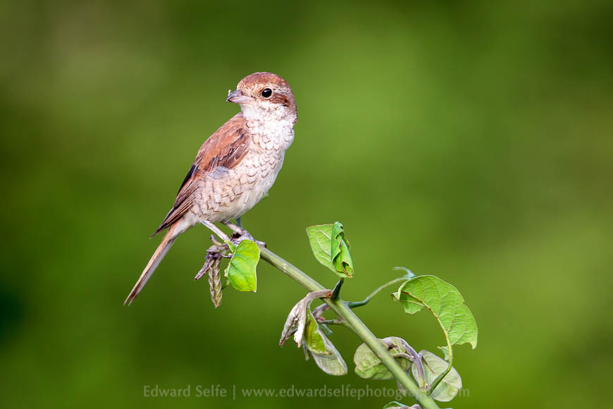 A female red-backed shrike in South Luangwa National Park