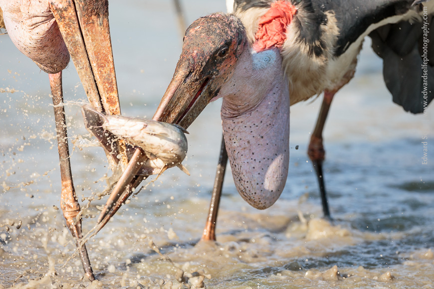 Marabout storks search for fish in the drying lagoons.