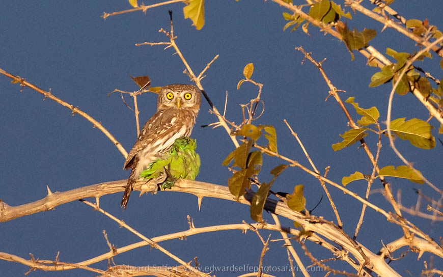 Wildlife image from photo safari with edward selfe in south luangwa national park.