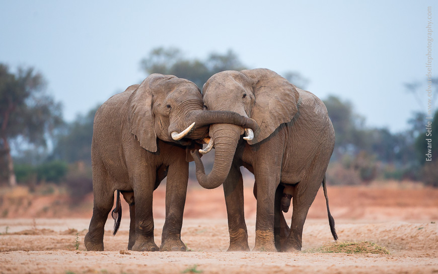 Elephant bulls play fight on the sandbank in front of camp early in the morning.