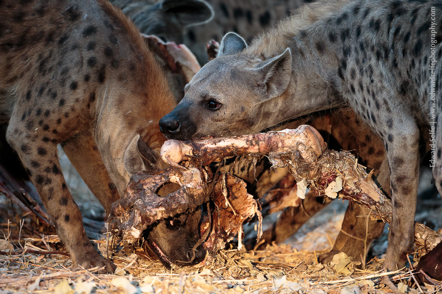 Hyaenas gorge on the carcass of a buffalo in South Luangwa National Park.