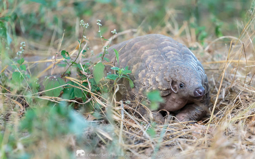 Pangolin sighting in Mana Pools National Park.