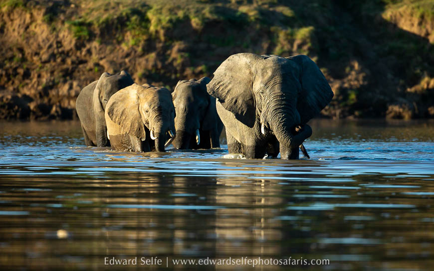 Wildlife image from photo safari with edward selfe.
