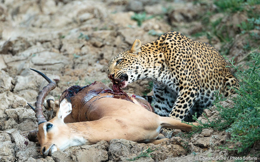 Wildlife image by edward selfe to illustrate the importance of a good background in shot.